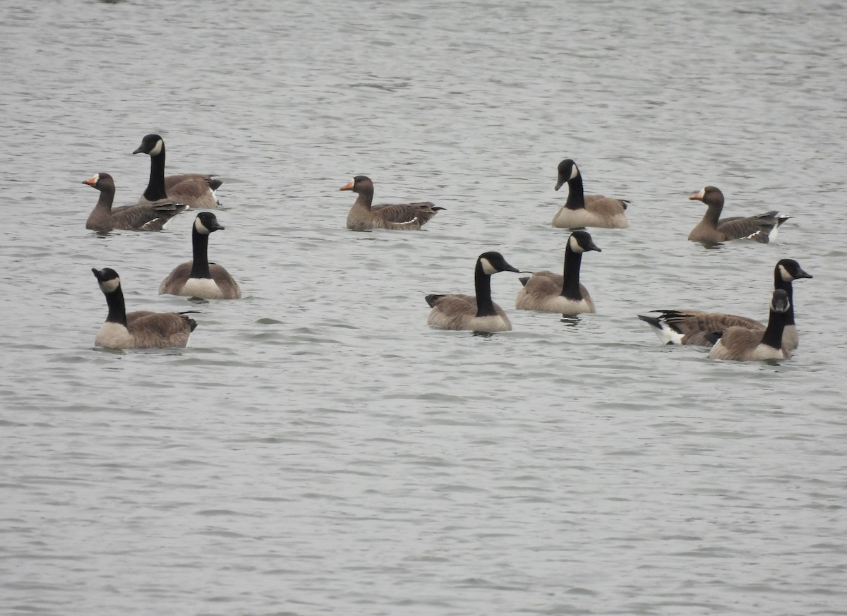 Antzara muturzuria - ML646755606