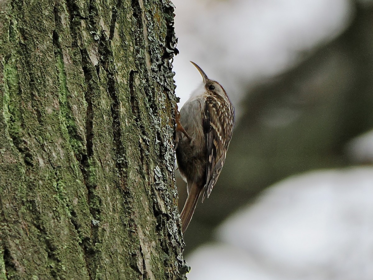 Grimpereau des jardins - ML646755609