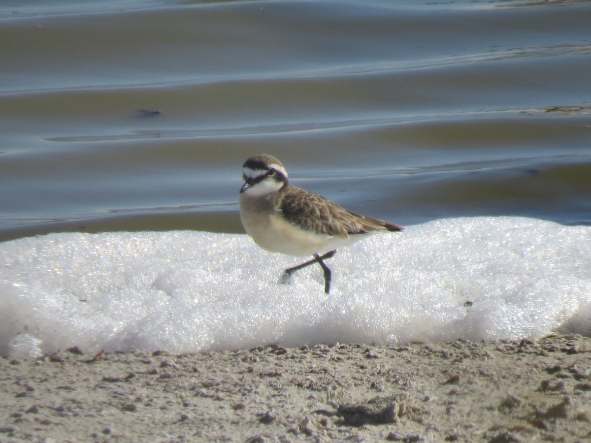 ヒメチドリ - ML646755612