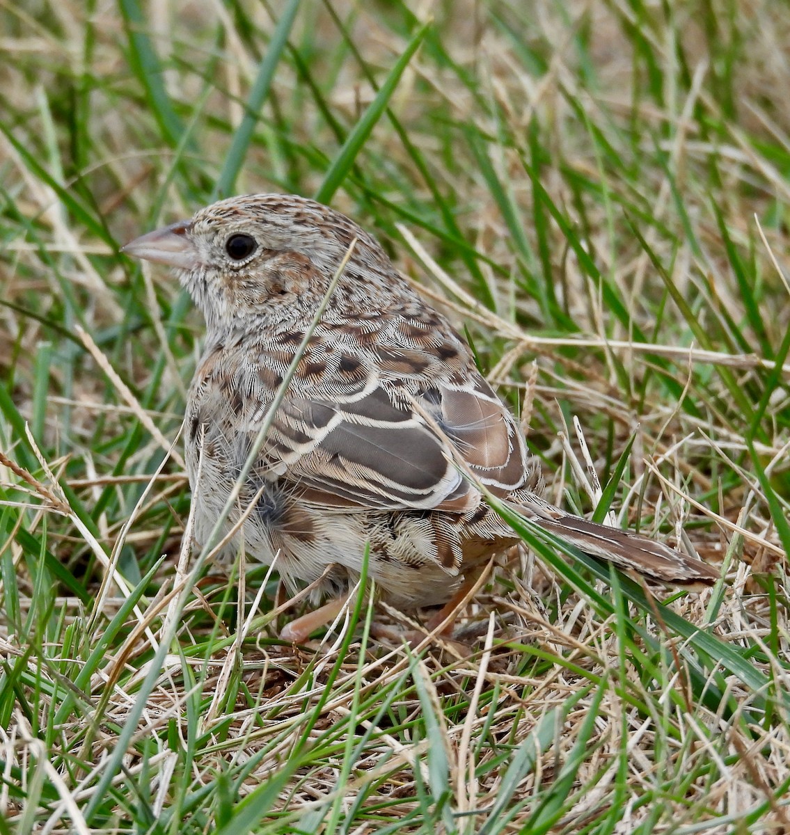 Chingolo de Cassin - ML646755618