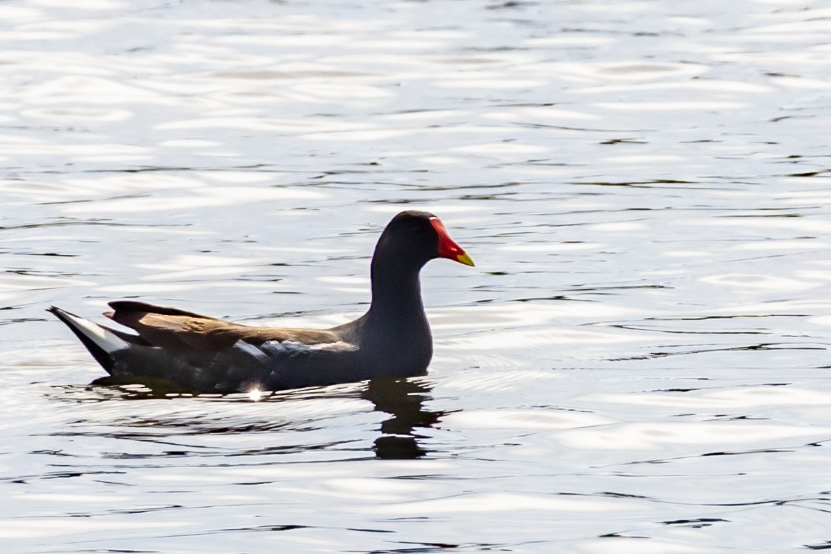 slípka americká - ML646755619