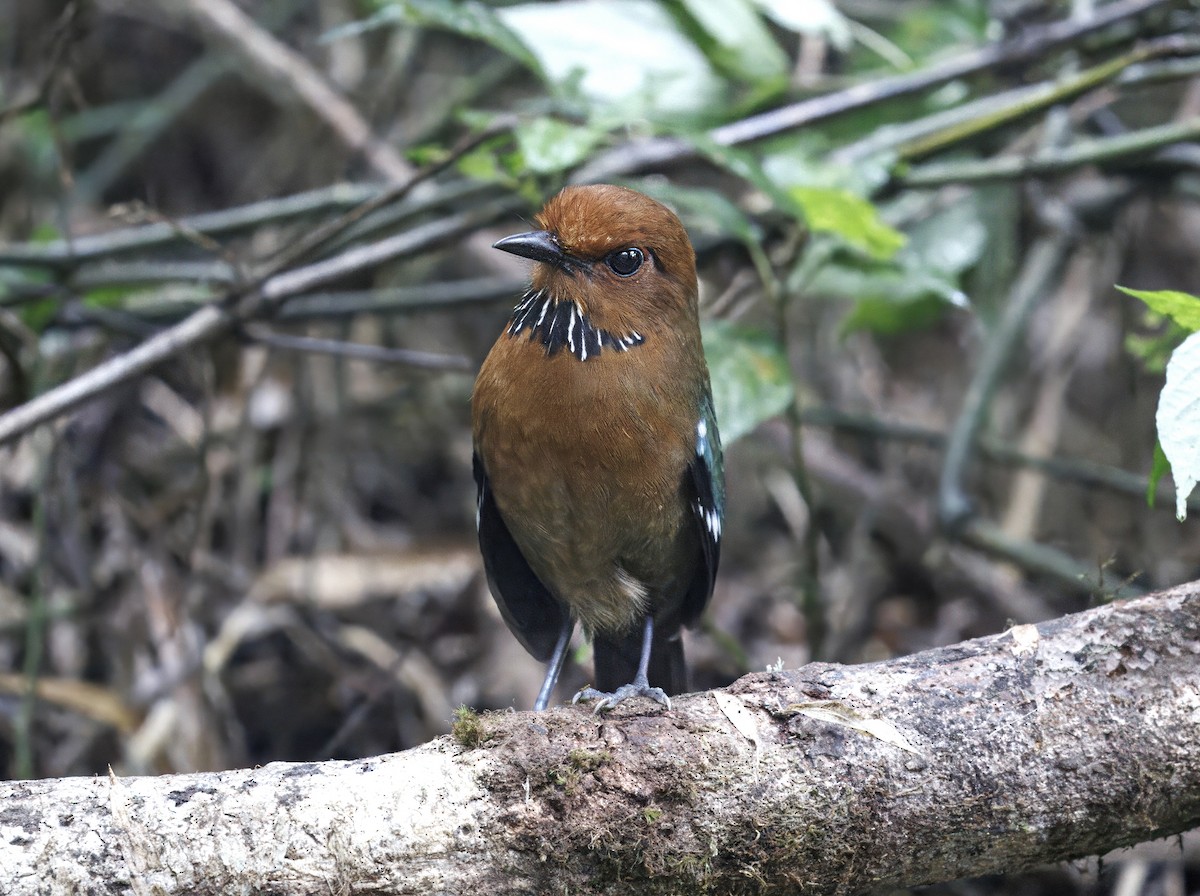 Rufous-headed Ground-Roller - ML646755630