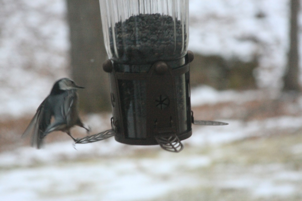 White-breasted Nuthatch (Eastern) - ML646755634