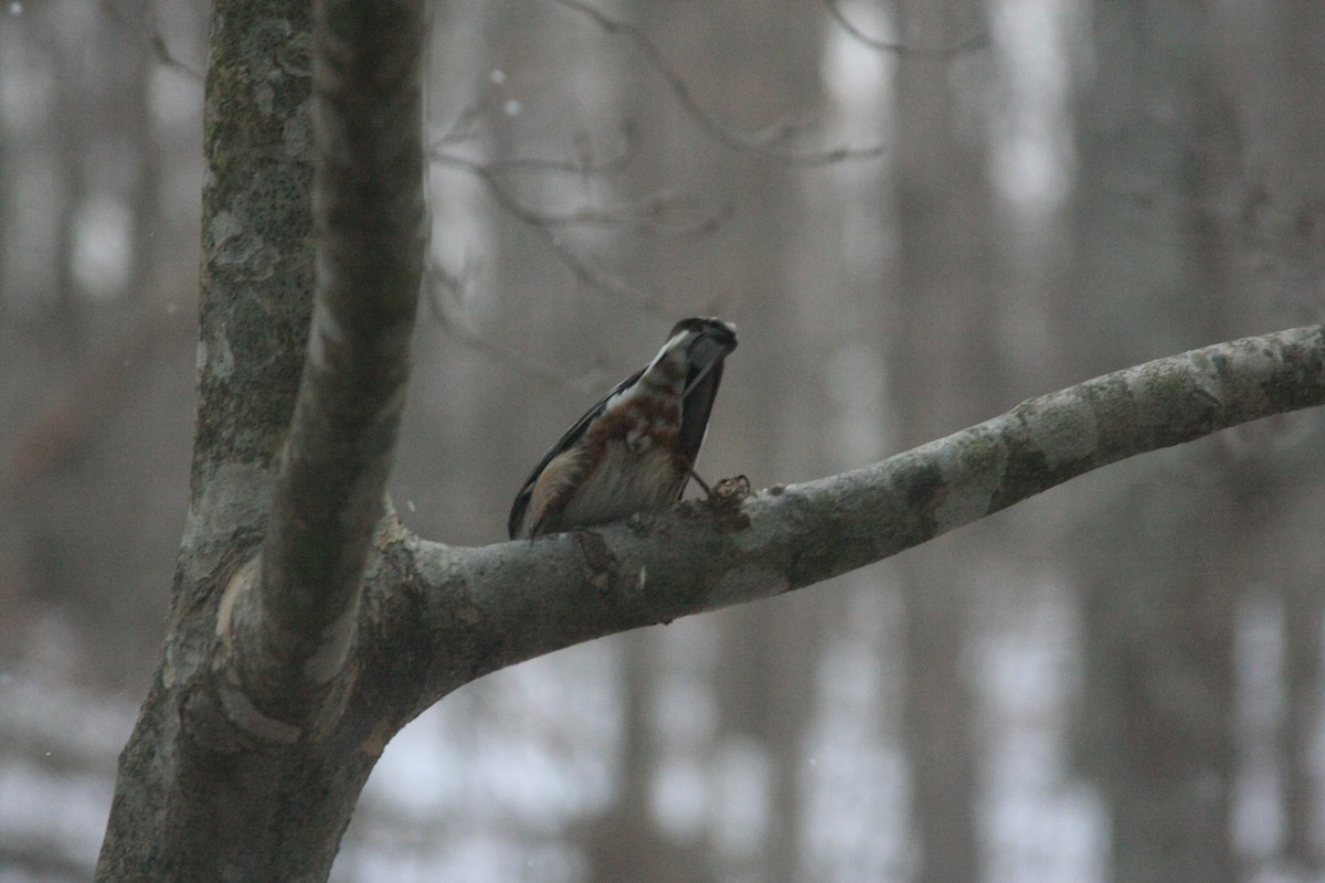 White-breasted Nuthatch (Eastern) - ML646755635