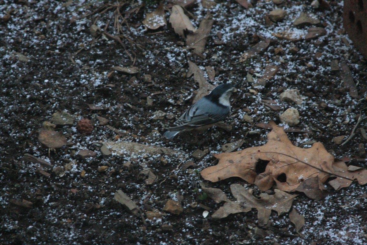 White-breasted Nuthatch (Eastern) - ML646755636