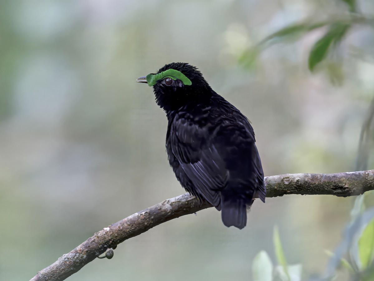 Velvet Asity - ML646755642