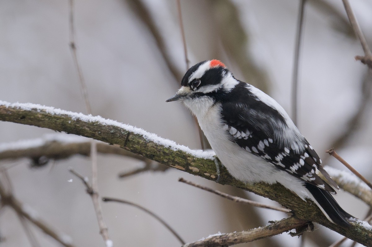 Downy Woodpecker - ML646755651