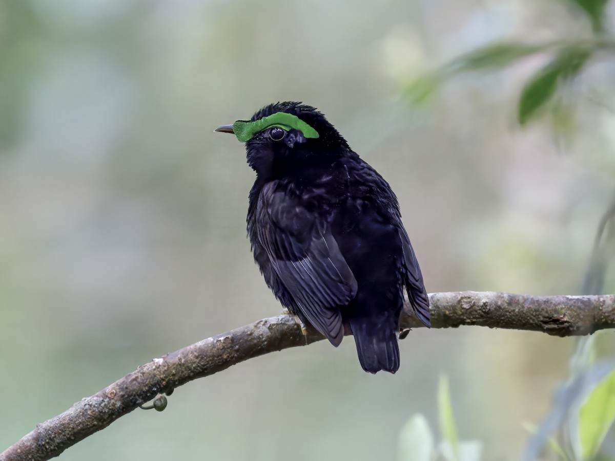 Velvet Asity - ML646755654