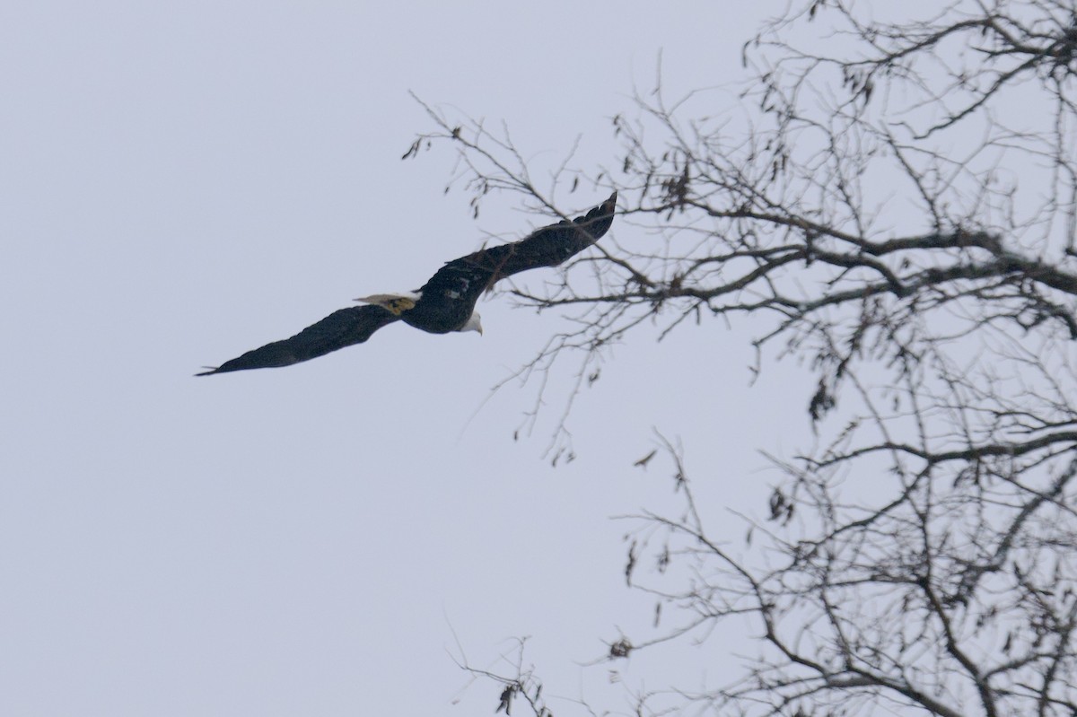 Bald Eagle - ML646755655