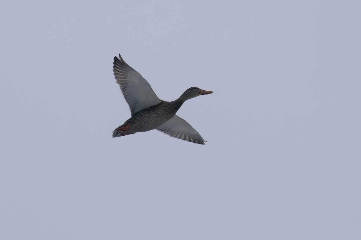 Germano reale - ML646755656