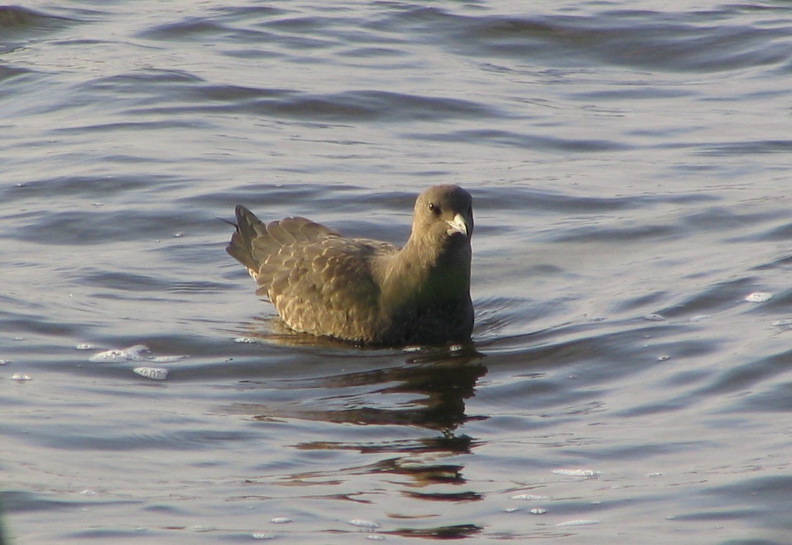 Pomarine Jaeger - ML646755657