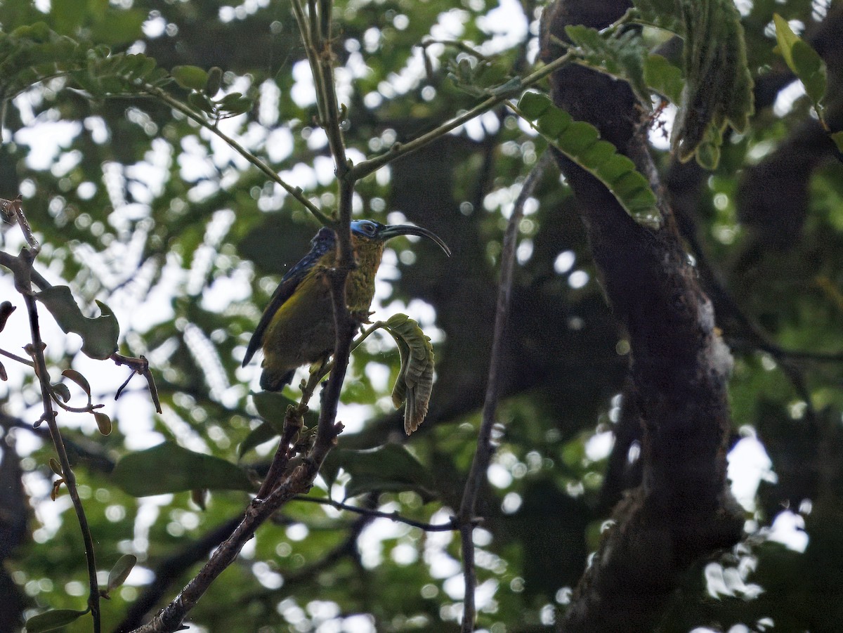 Common Sunbird-Asity - ML646755658