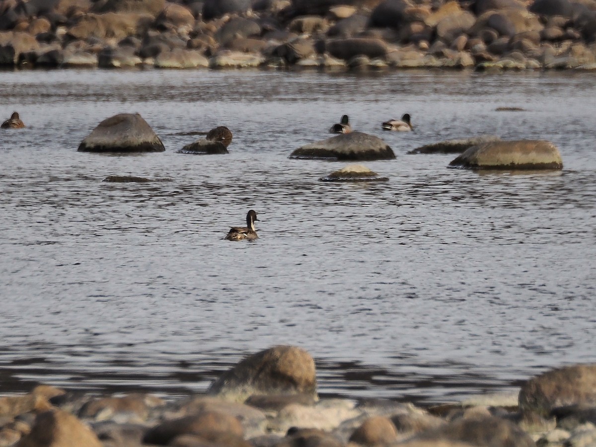 Northern Pintail - ML646755659
