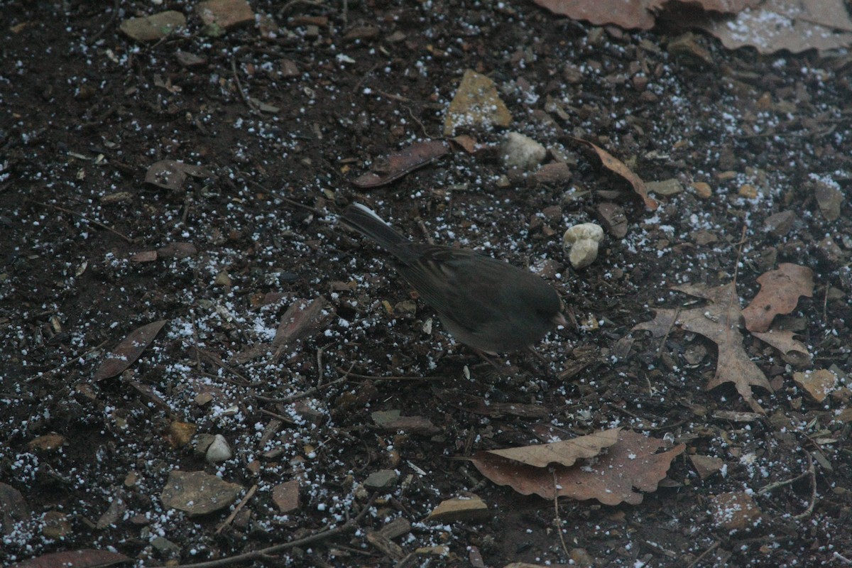Dark-eyed Junco - ML646755660