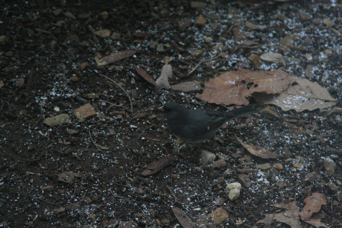 Dark-eyed Junco - ML646755661