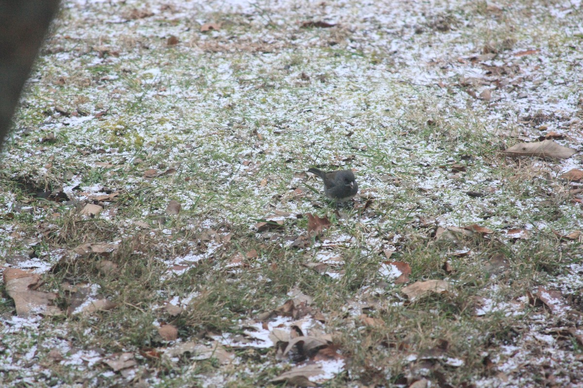 Dark-eyed Junco - ML646755662