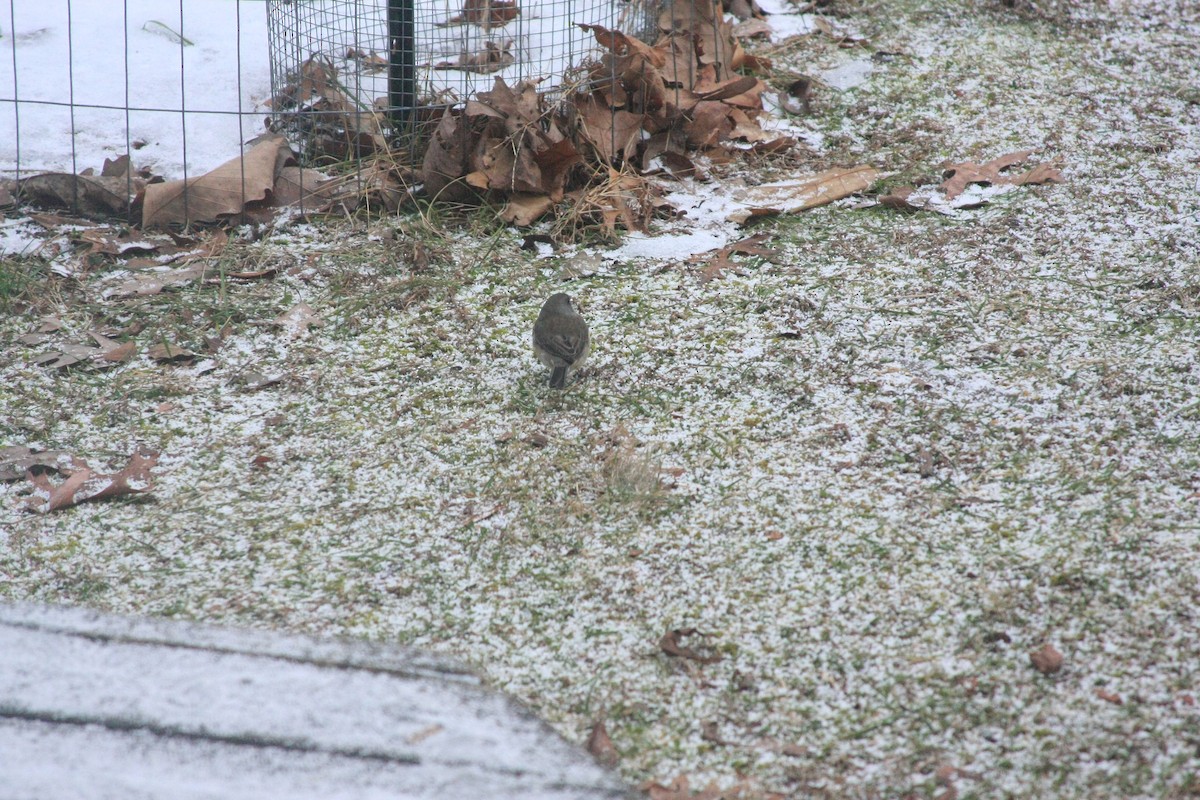 Dark-eyed Junco - ML646755663