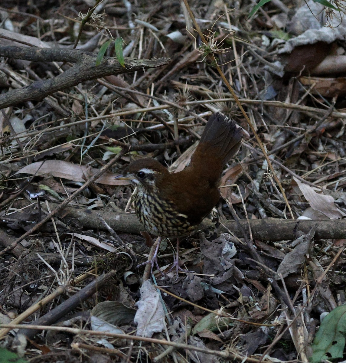 Rufous-tailed Antthrush - ML646755664