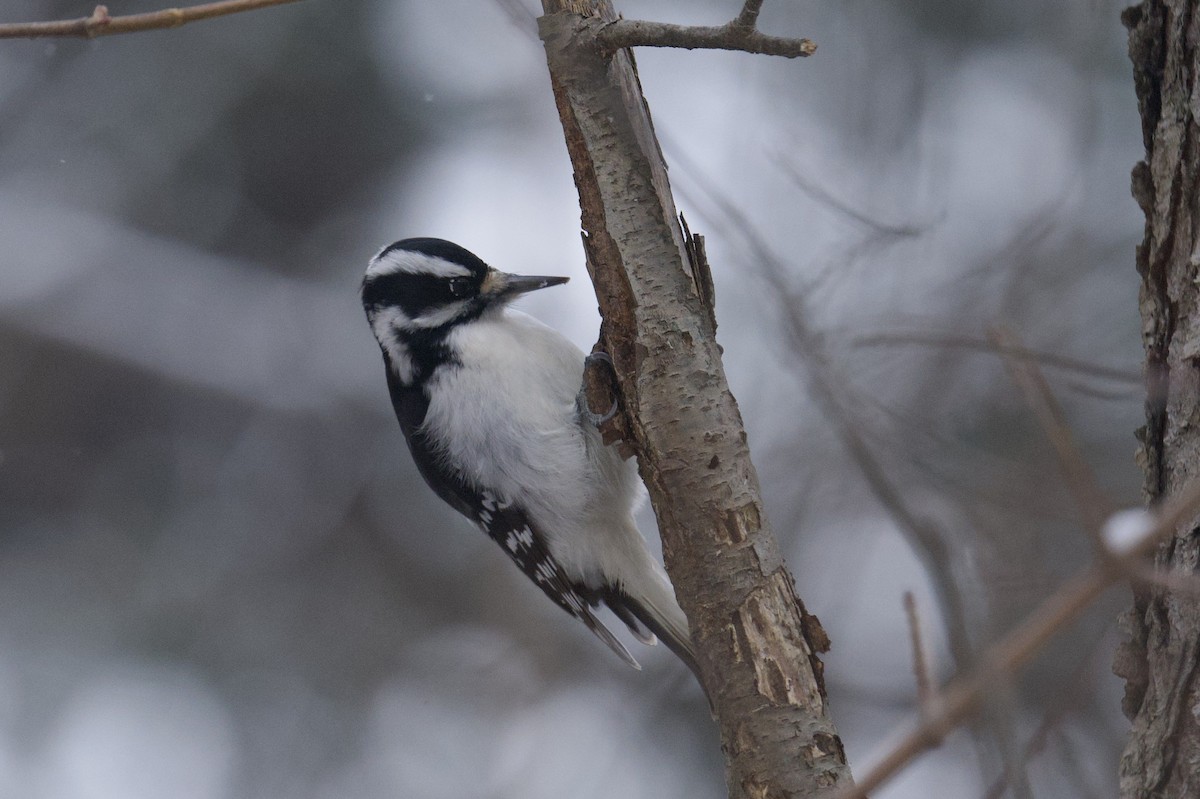 Hairy Woodpecker - ML646755665