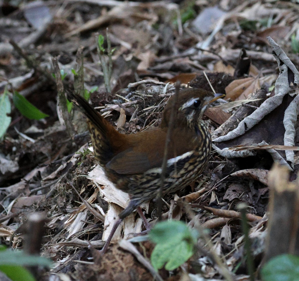 Rufous-tailed Antthrush - ML646755666