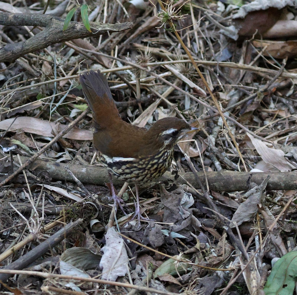Rufous-tailed Antthrush - ML646755667