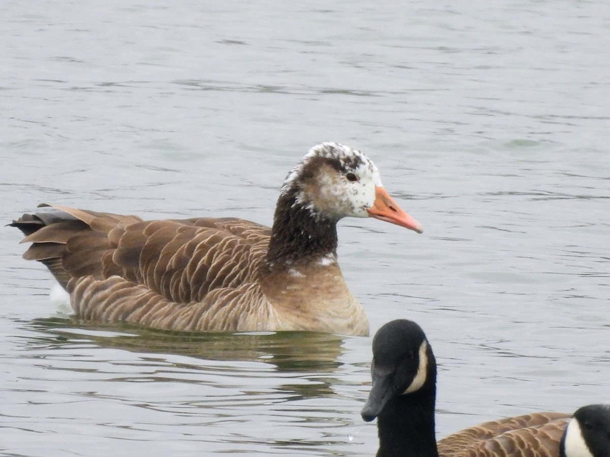 Antzara sp. (etxekoa) - ML646755689