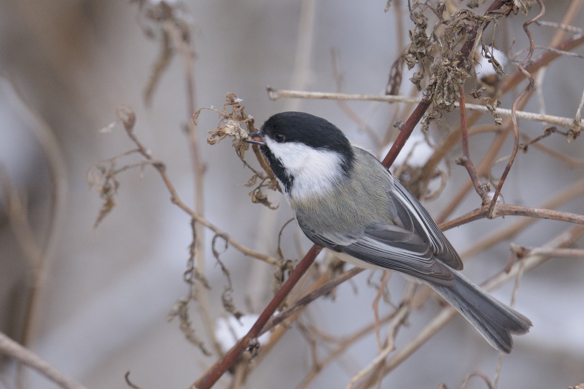 Гаїчка світлокрила - ML646755690