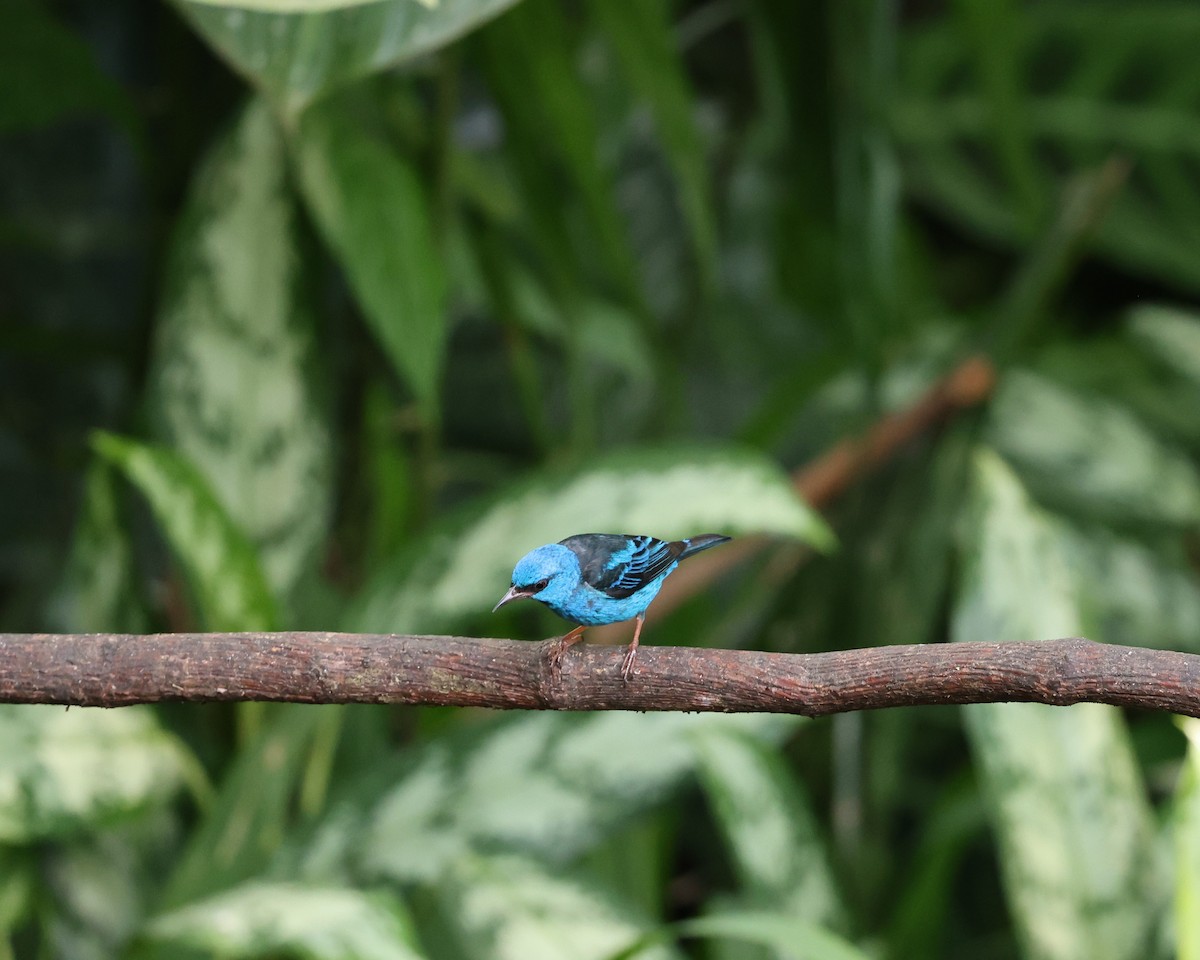 Blue Dacnis - ML646755695