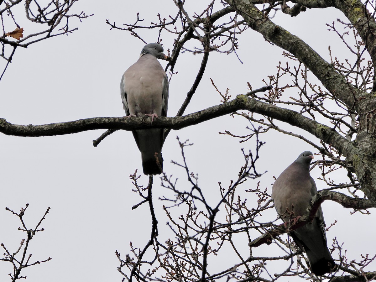 Pigeon ramier - ML646755697