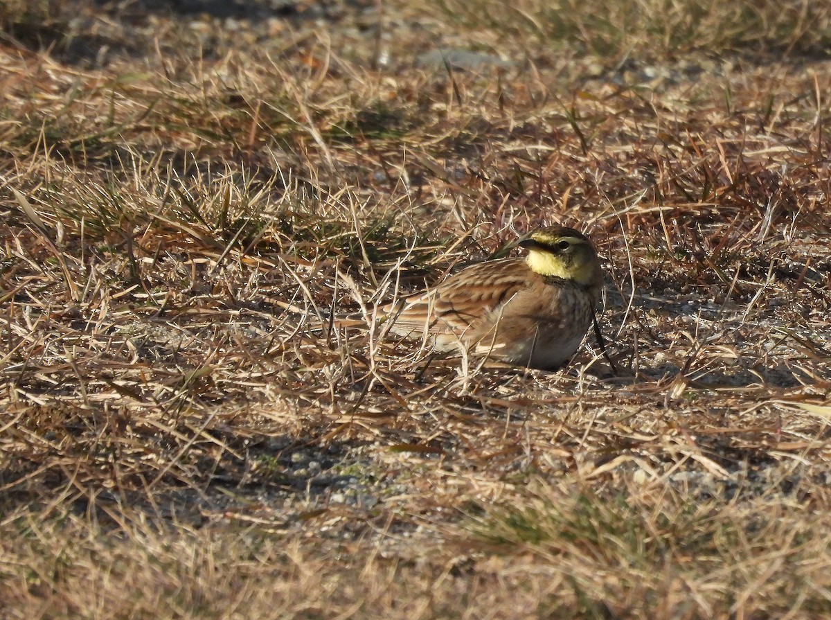 Horned Lark - ML646755699