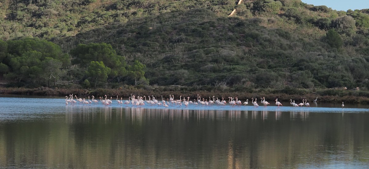 Фламінго рожевокрилий - ML646755700