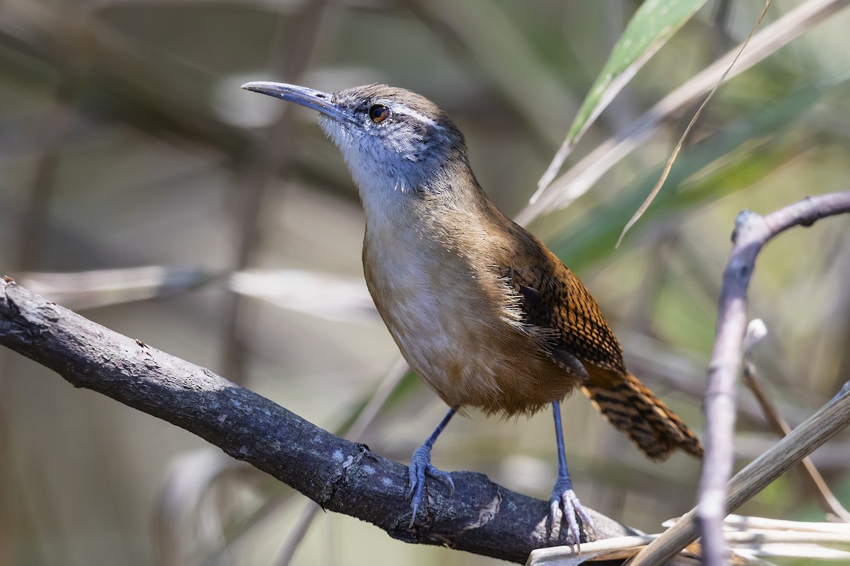 Long-billed Wren - ML646755703