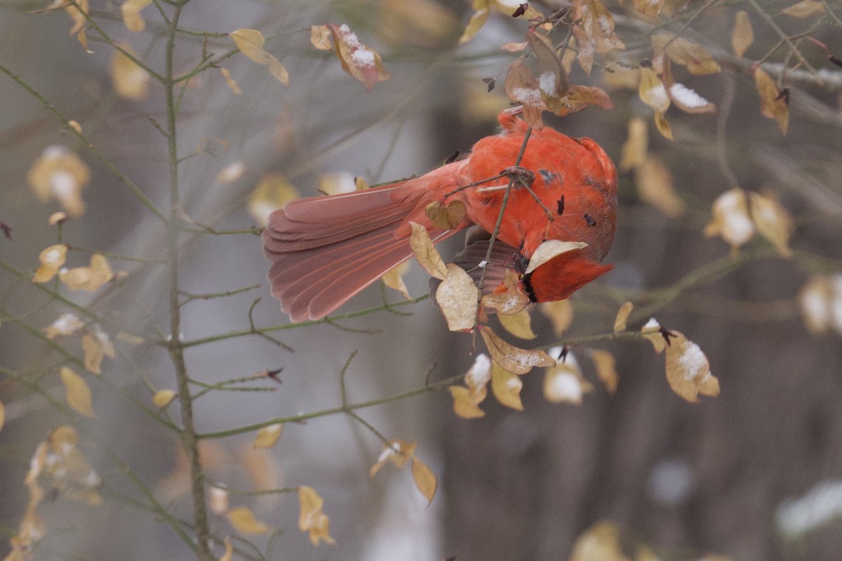 Northern Cardinal - ML646755704