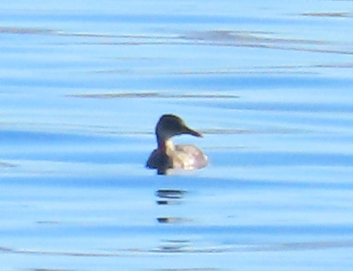Red-necked Grebe - ML646755706