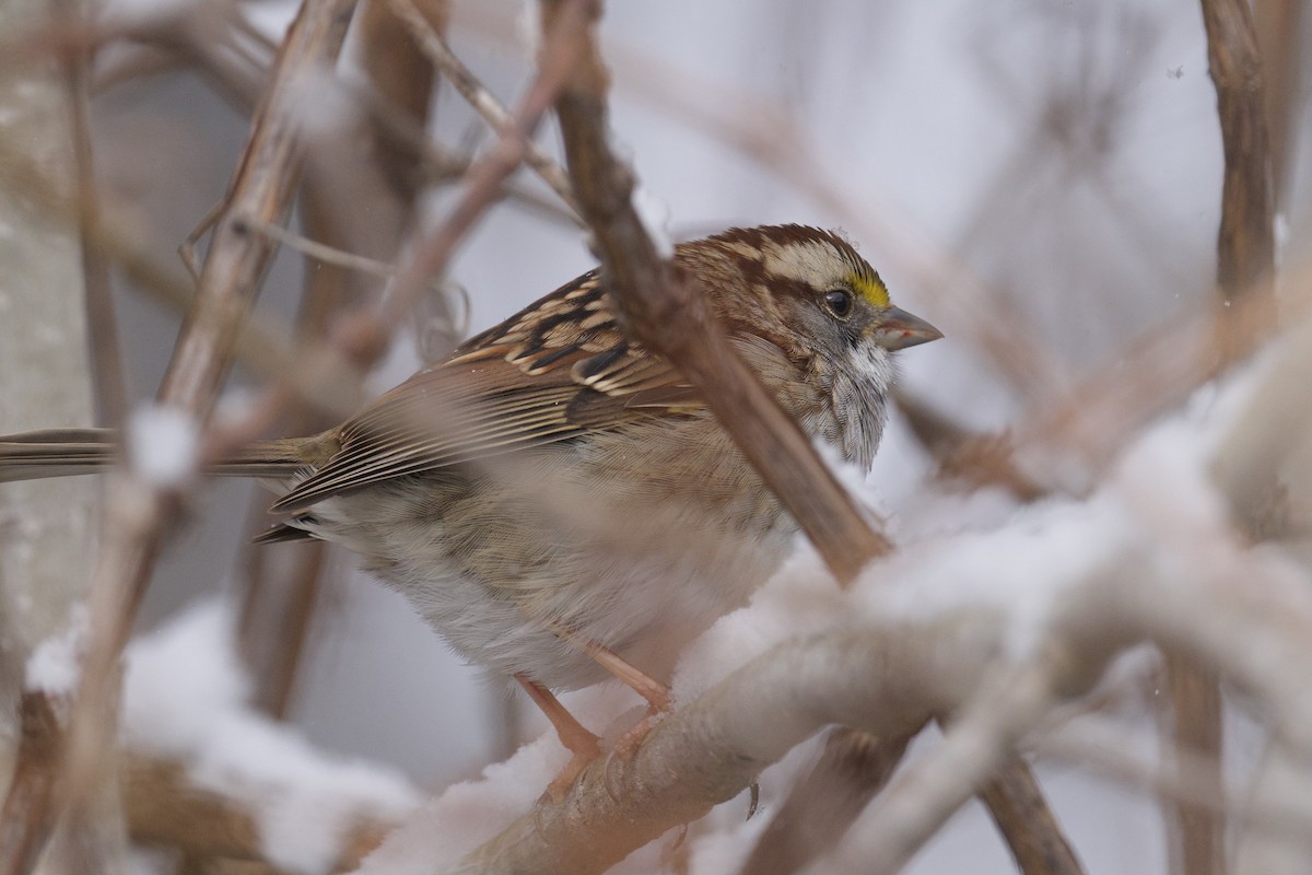 White-throated Sparrow - ML646755709