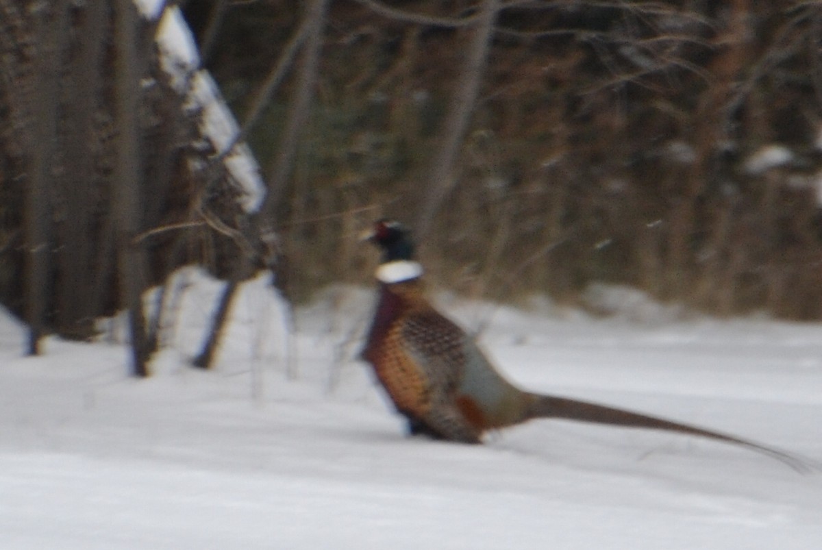 Ring-necked Pheasant - ML646755712
