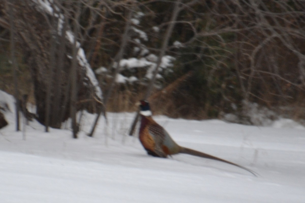 Ring-necked Pheasant - ML646755713