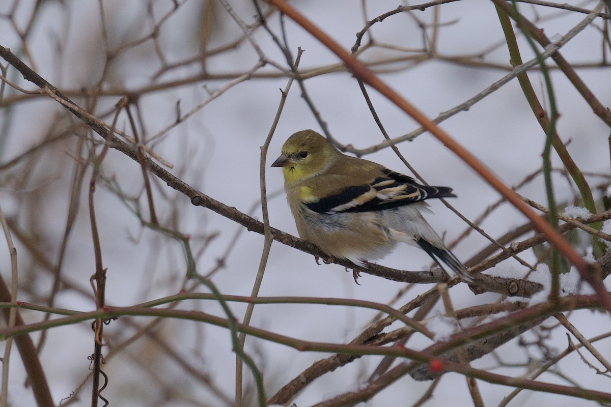 American Goldfinch - ML646755714