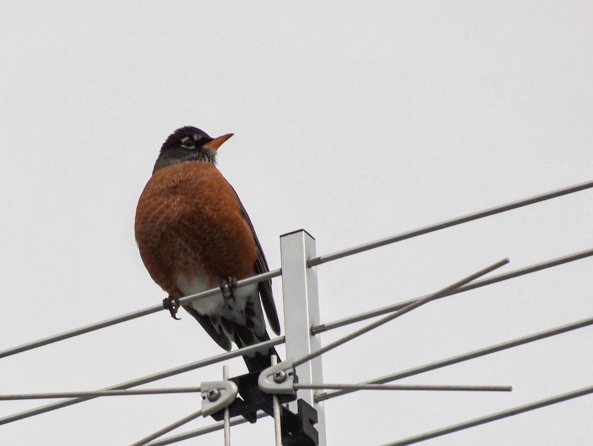 American Robin - ML646755717