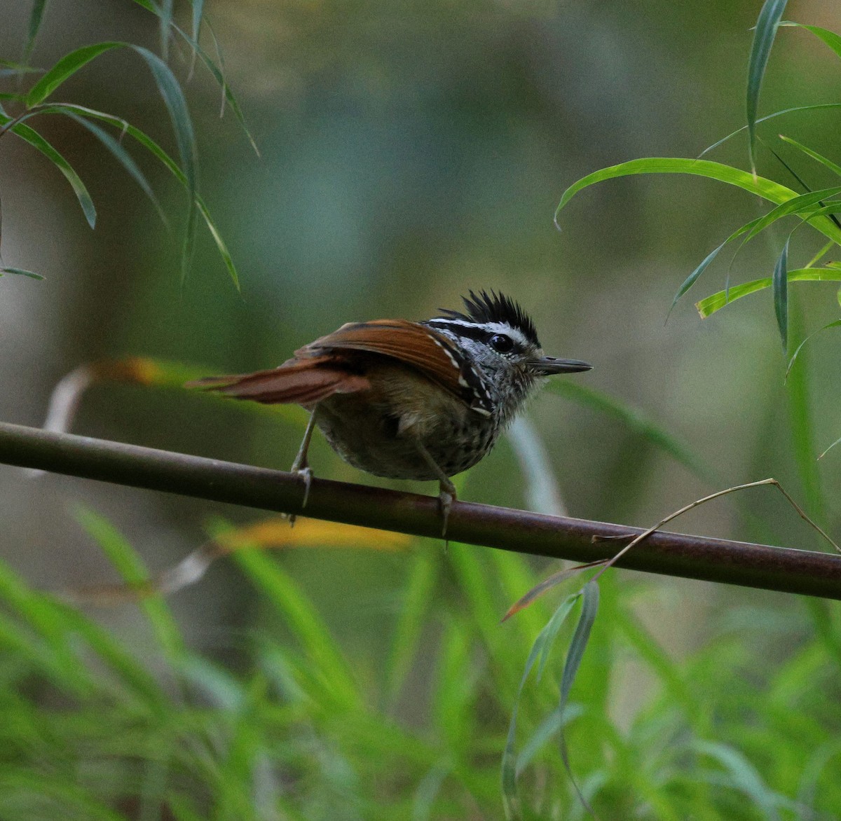 Rufous-tailed Antbird - ML646755718