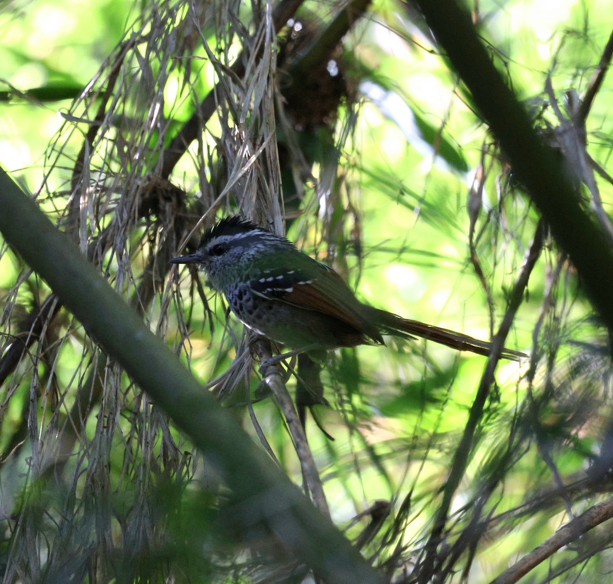 Rufous-tailed Antbird - ML646755719