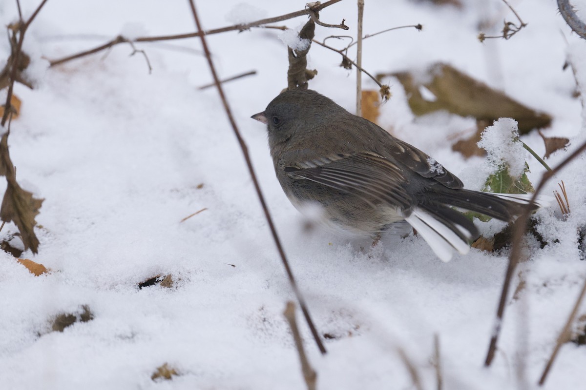 Dark-eyed Junco - ML646755721