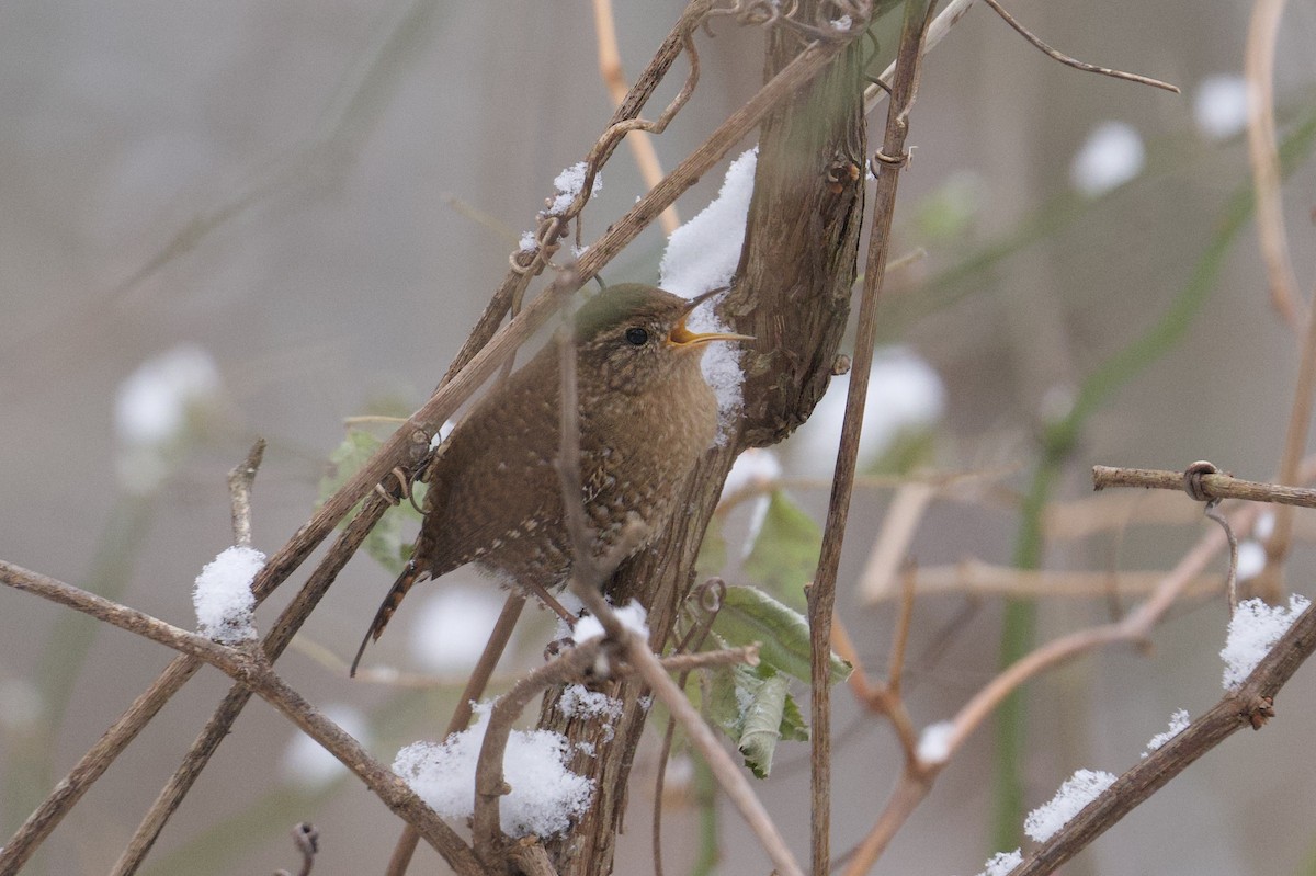 Winter Wren - ML646755723