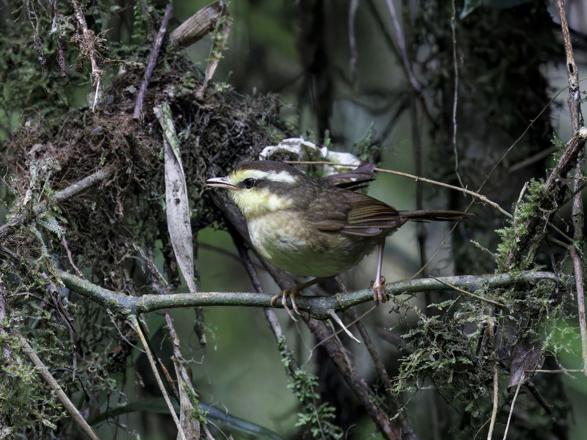 Madagascar Yellowbrow - ML646755724