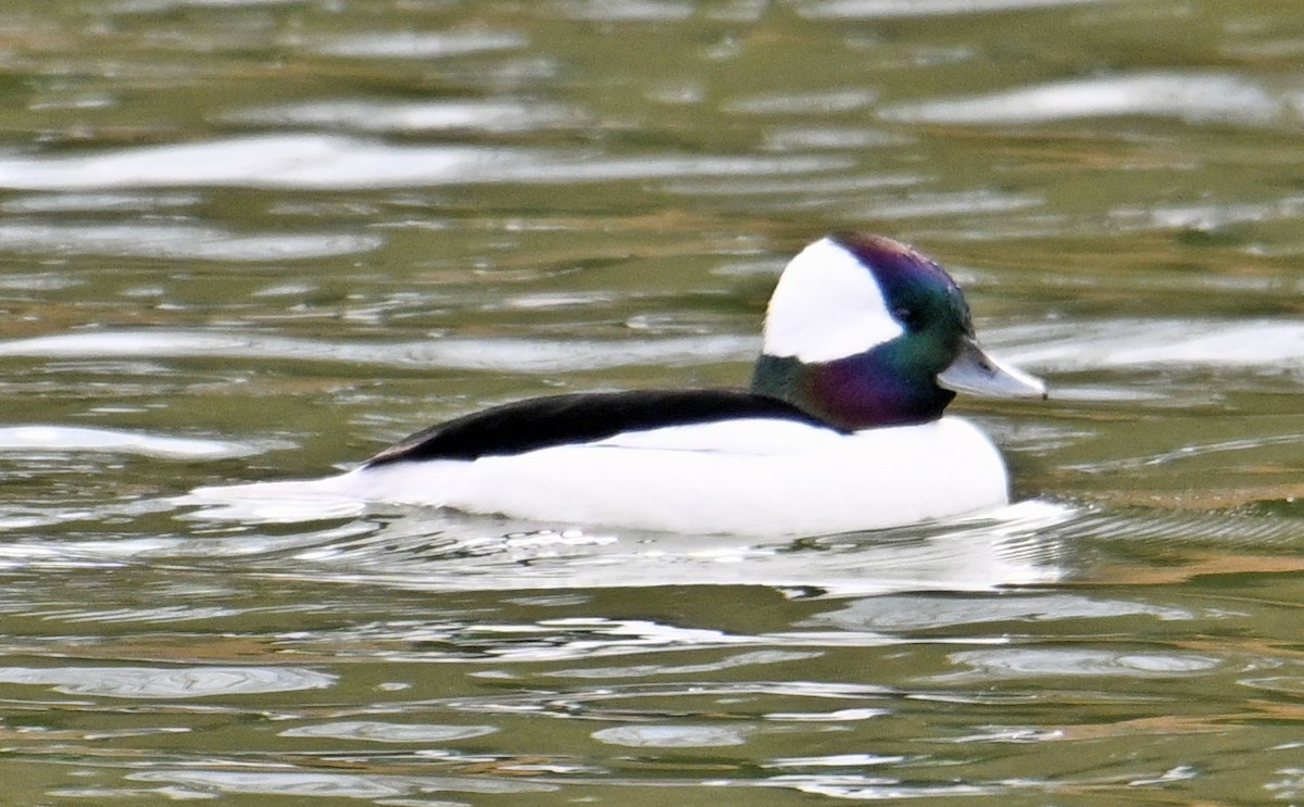 Petit Garrot - ML646755735