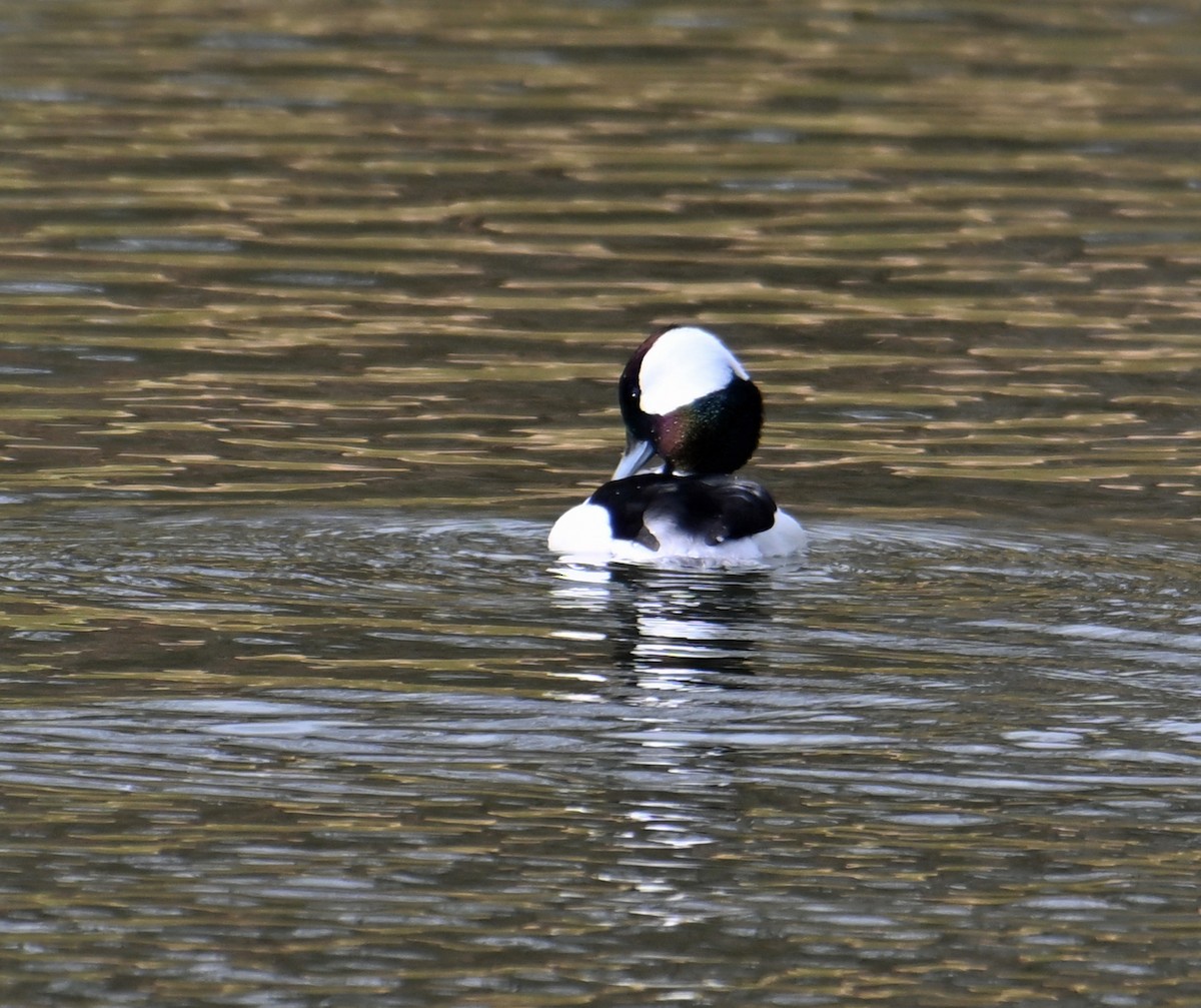 Petit Garrot - ML646755737