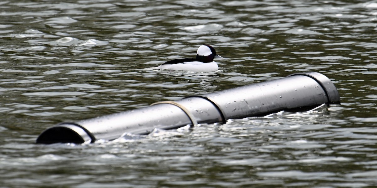 Petit Garrot - ML646755738