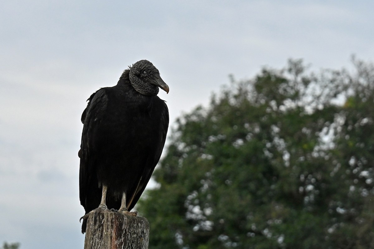 Black Vulture - ML646755747