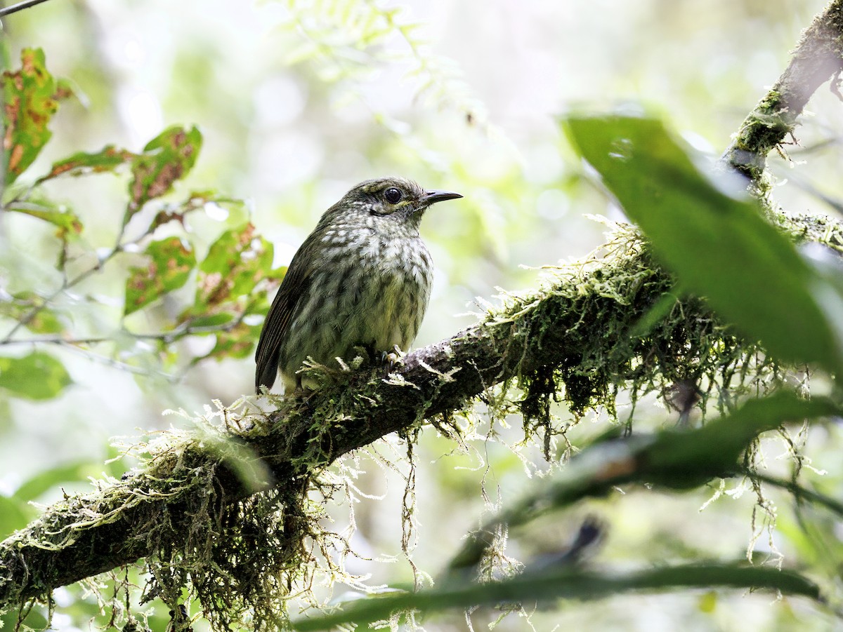 Souimanga Sunbird - ML646755748