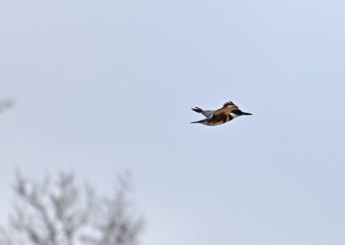 Martin-pêcheur d'Amérique - ML646755750